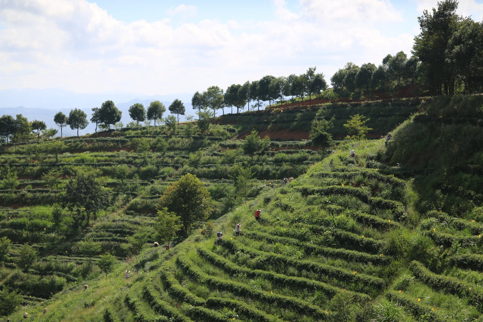 园山湖茶园风光 1