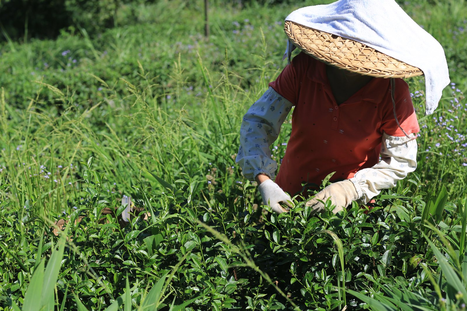 平远园山湖有机茶园实景