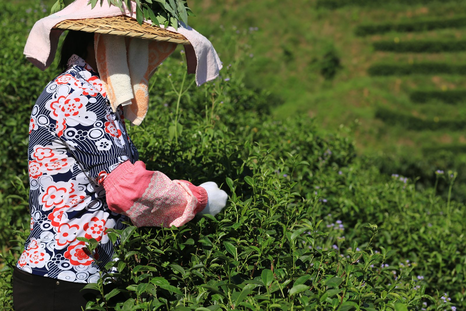 园山湖有机茶园风光