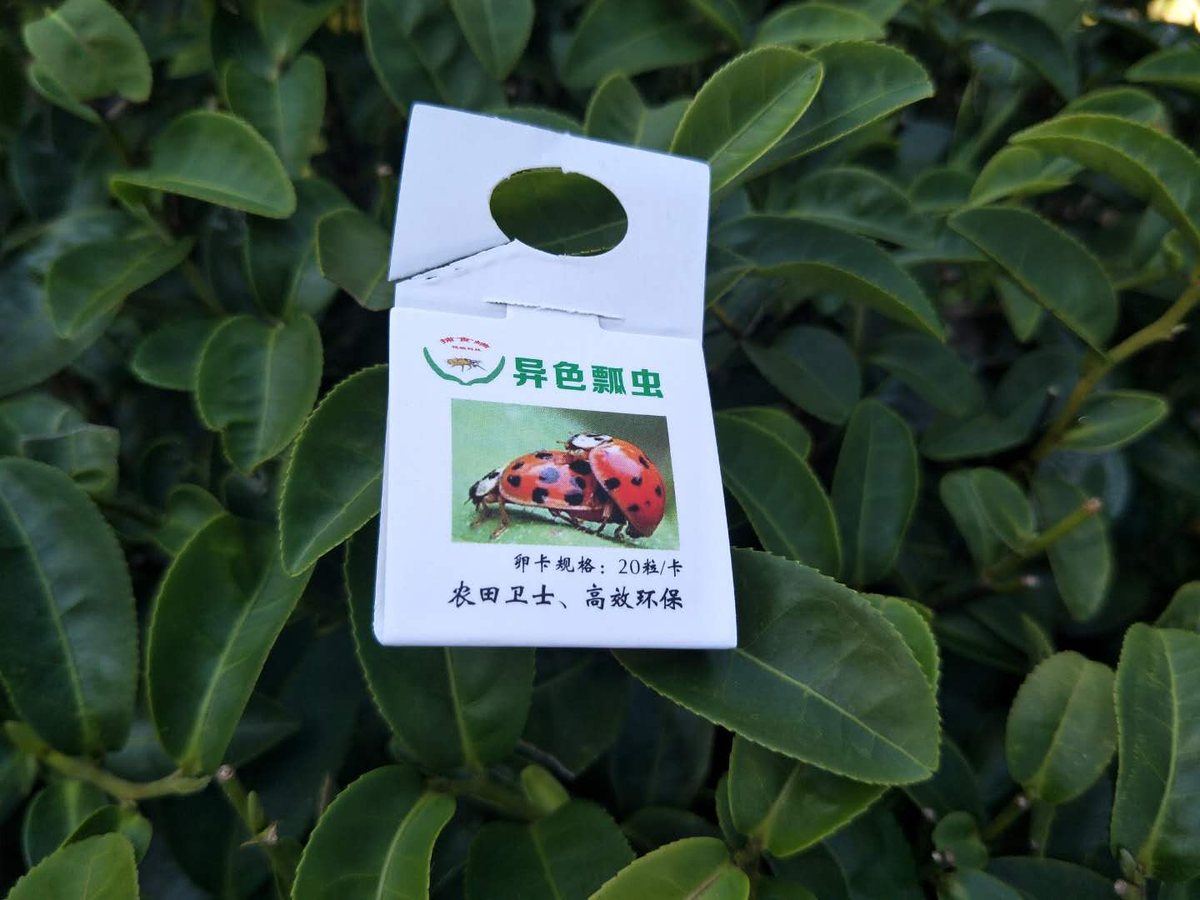 以虫治虫实拍
